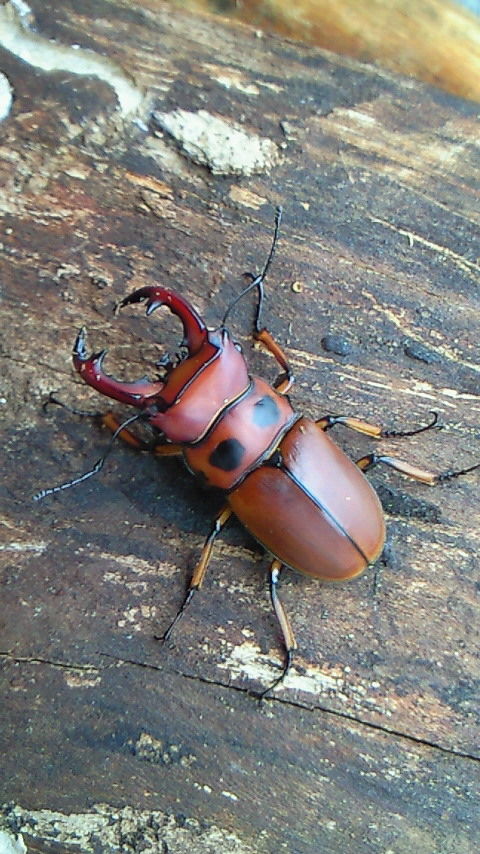 コンゴ産　ジョンストンメンガタクワガタ　53mm グラディアトールVSジョンストン