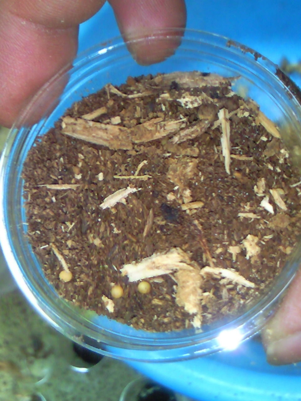 ジョンストンメンガタ割り出し。 : ノコノコ飼育記