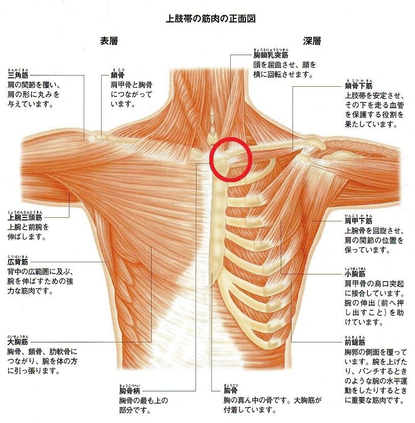 腕の付け根は 胸鎖関節 クレアトゥール整体院院長の ヨイヨイ ヨイヤサ ヨロシク 日記