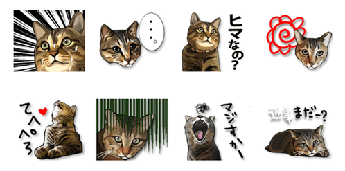 猫田風太郎ですが何か。