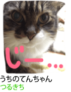 アセット 31