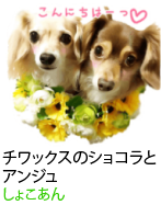 アセット 51