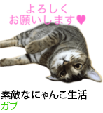 アセット 33