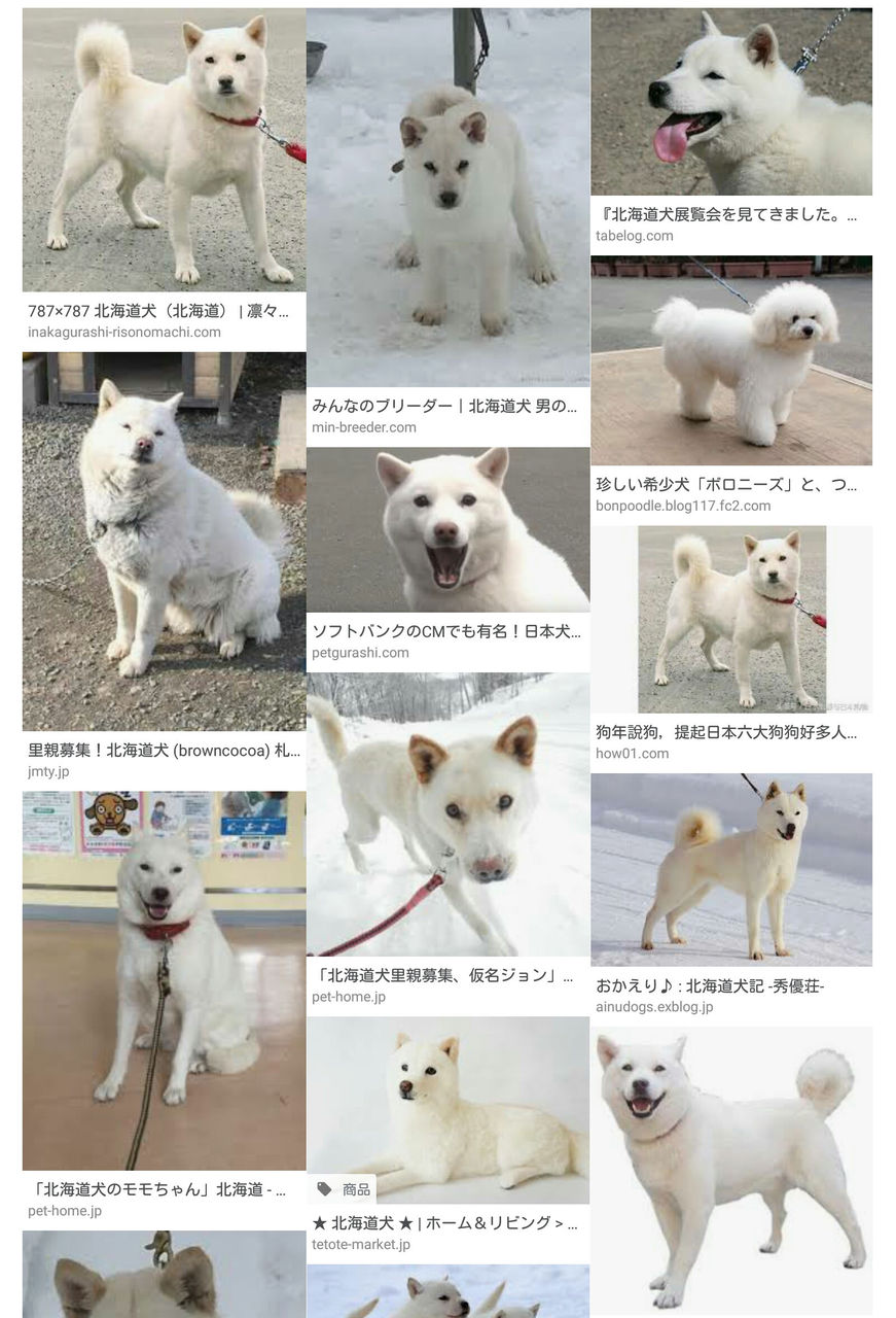 ソフトバンクcmの白い犬 カイ くん 天国へ旅立つ レッツ芸能ニュースまとめブログ ソフトバンクcmの白い犬 カイ くん 天国へ旅立つ レッツ芸能ニュースまとめブログ