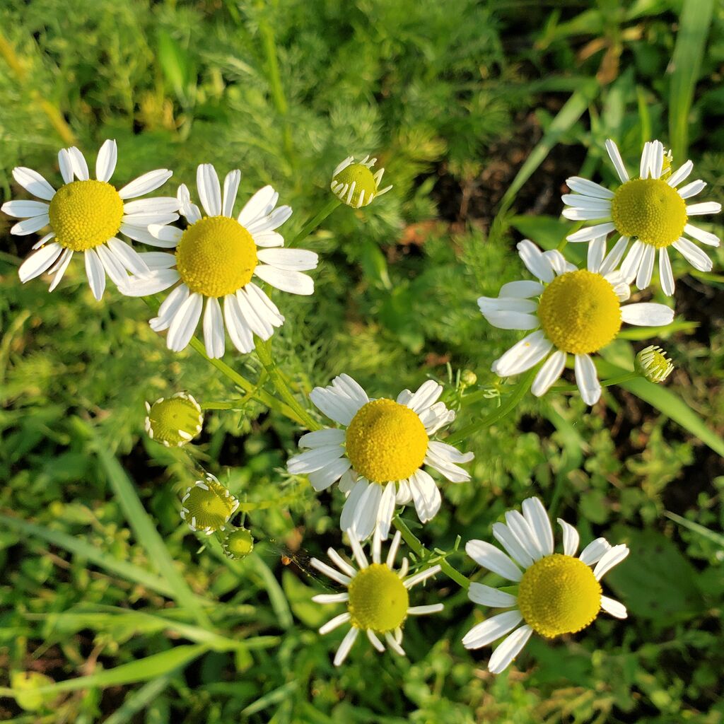 今日の収穫 ジャーマンカモミール ディル ナスタチウム 岐阜やまがたでハーバルライフ 出戸ハーブガーデン便り