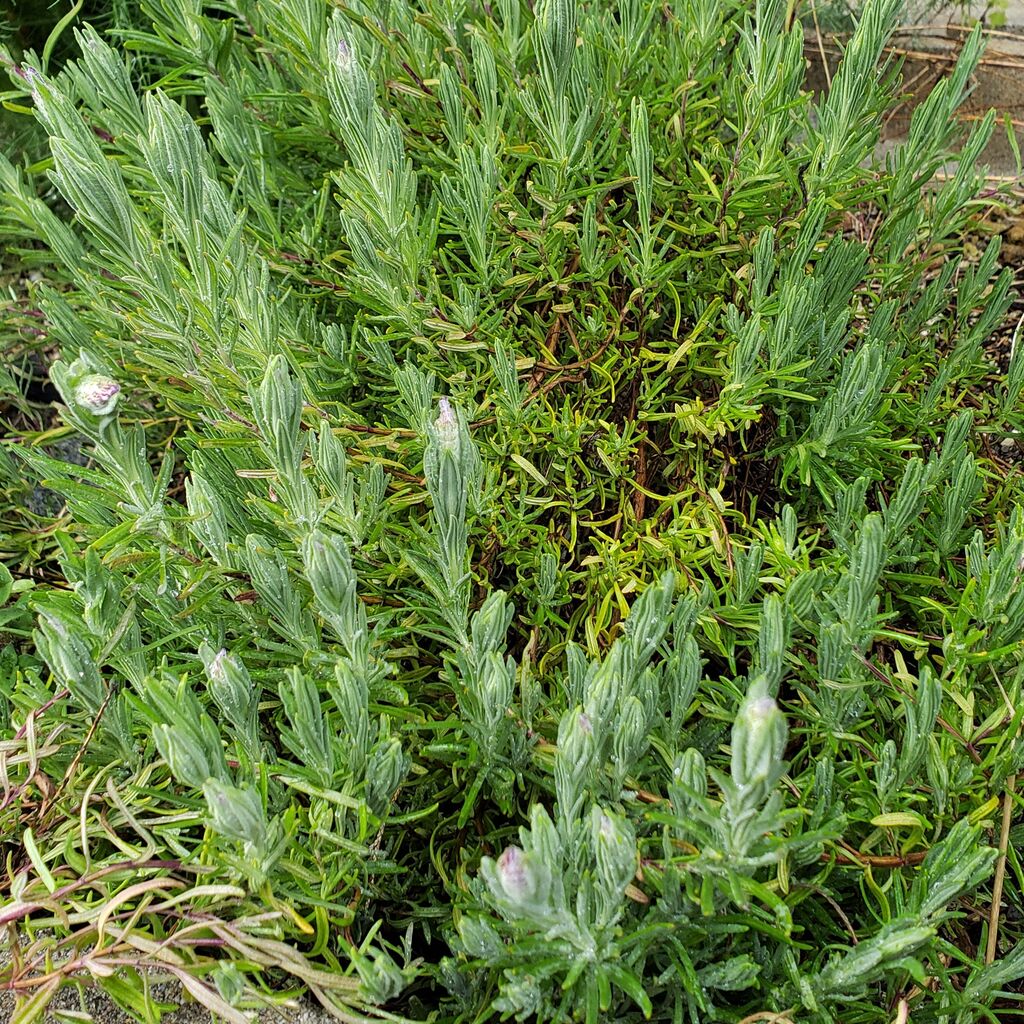 フレンチラベンダーの蕾 岐阜やまがたでハーバルライフ 出戸ハーブガーデン便り