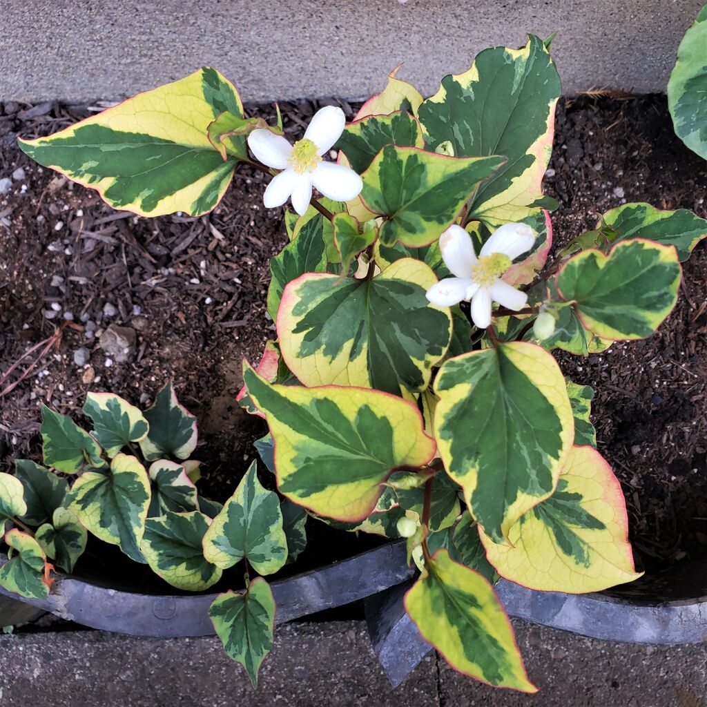 花びら5枚のドクダミの花と葉っぱの収穫 岐阜やまがたでハーバルライフ 出戸ハーブガーデン便り 花びら5枚のドクダミの花と葉っぱの収穫 岐阜やまがたでハーバルライフ 出戸ハーブガーデン便り