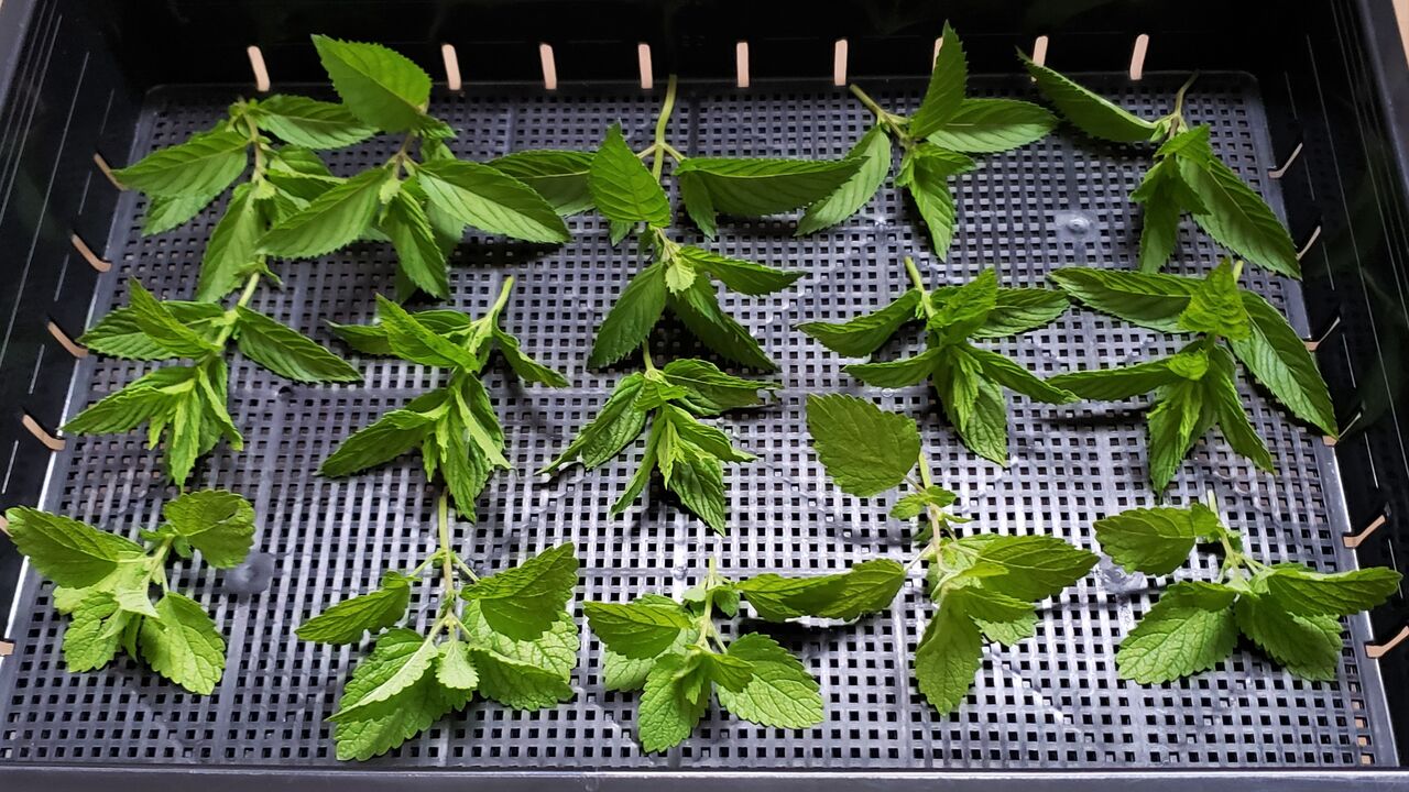 料理用ハーブ お茶用ハーブ 岐阜やまがたでハーバルライフ 出戸ハーブガーデン便り 料理用ハーブ お茶用ハーブ 岐阜やまがたでハーバルライフ 出戸ハーブガーデン便り