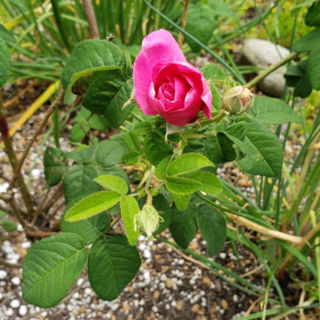 アポテカリーローズとドッグローズ 岐阜やまがたでハーバルライフ 出戸ハーブガーデン便り