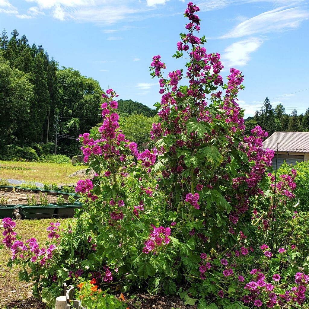 コモンマロウの開花 岐阜やまがたでハーバルライフ 出戸ハーブガーデン便り コモンマロウの開花 岐阜やまがたでハーバルライフ 出戸ハーブガーデン便り