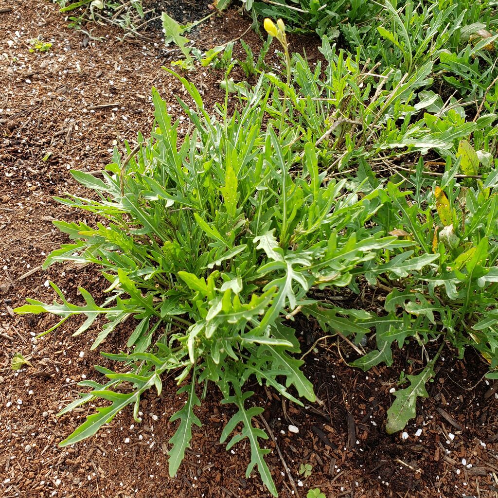 サラダバーネットとセルバチコ 岐阜やまがたでハーバルライフ 出戸ハーブガーデン便り