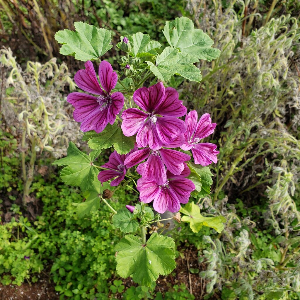 コモンマロウの開花 岐阜やまがたでハーバルライフ 出戸ハーブガーデン便り