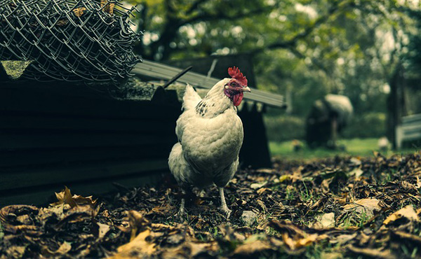 節約のためにニワトリ飼いたい