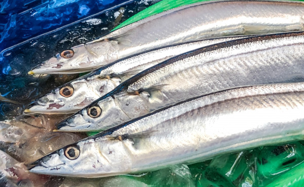 サンマ、1キロ4万円!1匹5980円の超高級魚に 歴史的不漁で初水揚げわずか197匹
