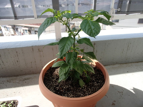 P6010049
