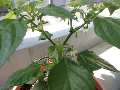 P6010050