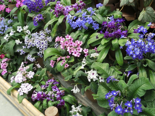 突然変異ゴキブリは毒に抵抗するために耐糖能異常を発症する