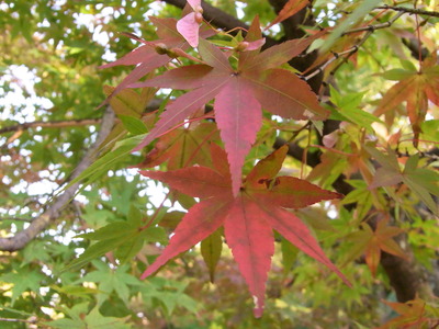 チームは可鍛性と耐亀裂性のセラミックを開発