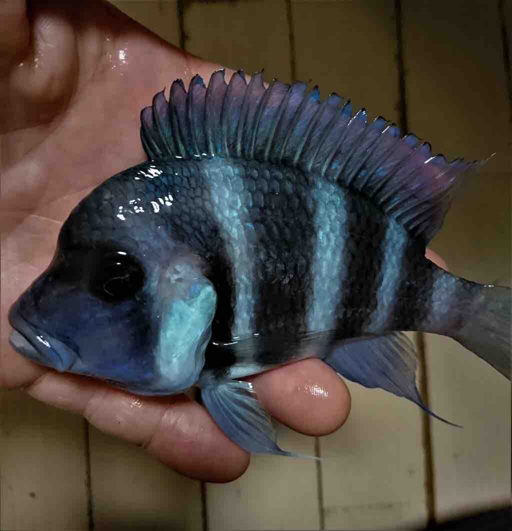 フロントーサ ナングをお迎えしました アフリカンシクリッド飼育日記 フロントーサ ナングをお迎えしました アフリカンシクリッド飼育日記