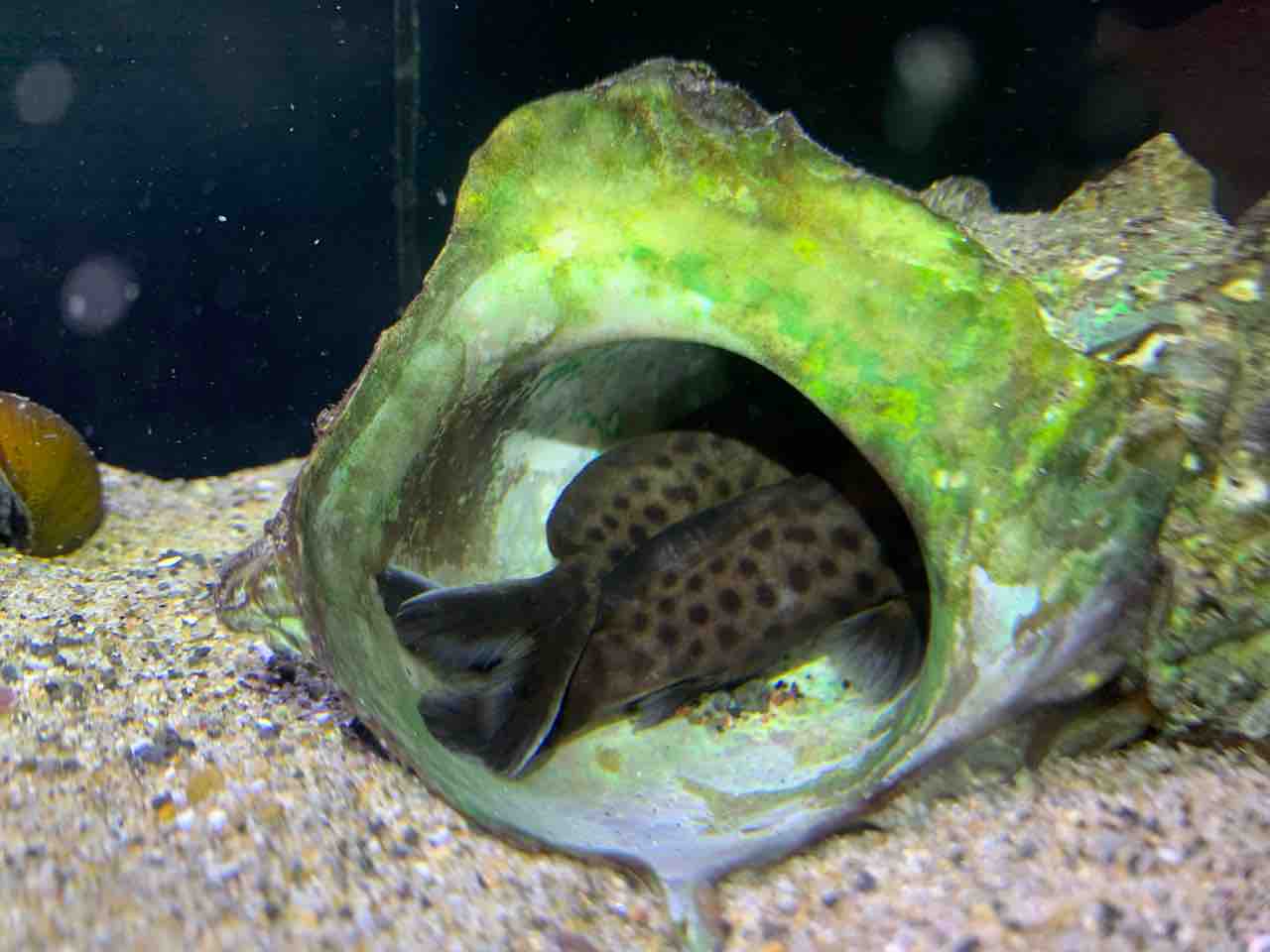 Synodontis Multipunctatus アフリカンシクリッド飼育日記 Synodontis Multipunctatus アフリカンシクリッド飼育日記