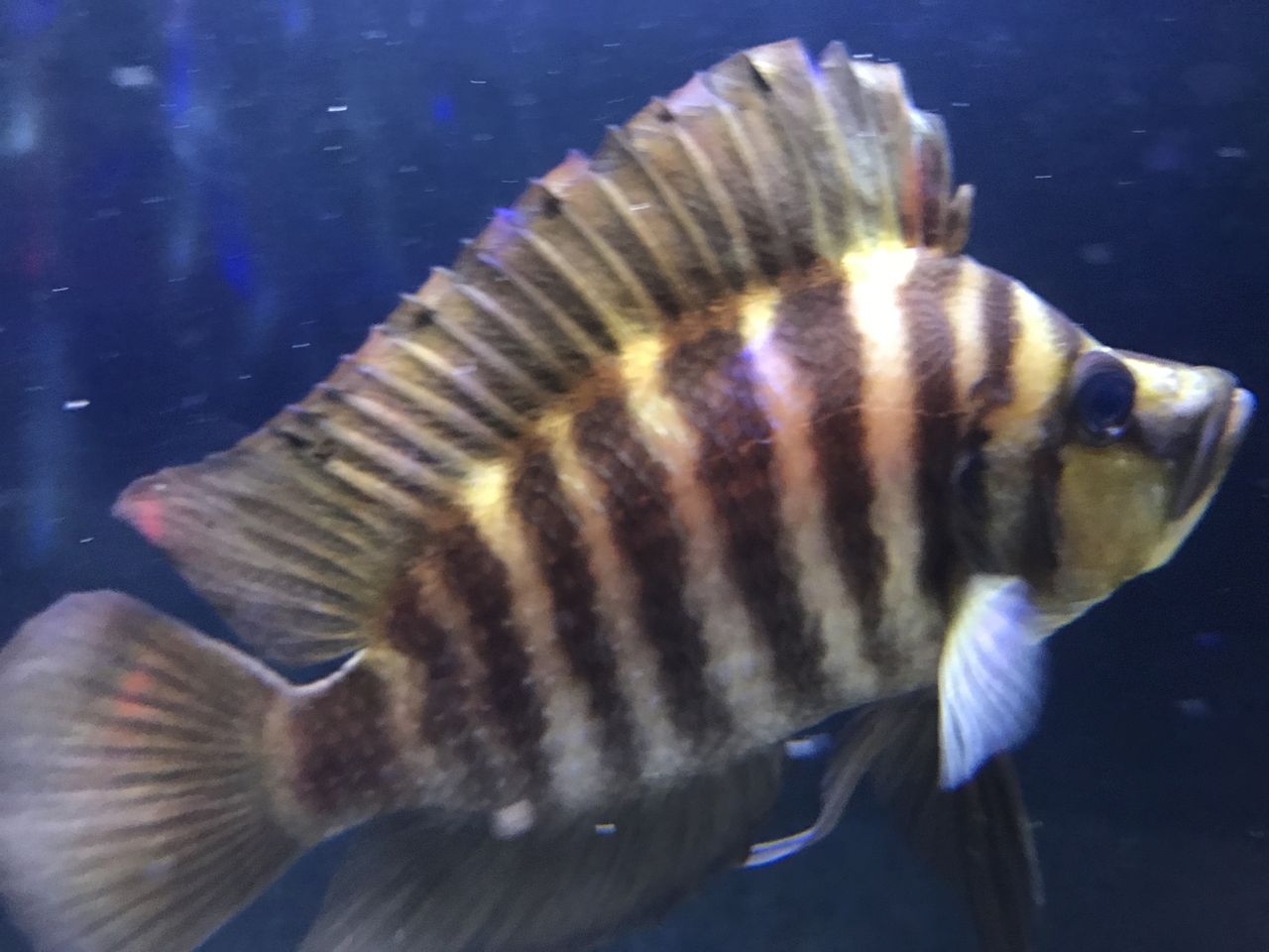 公式の店舗 熱帯魚 アフリカンシクリッド Cy フロントーサ 3cm 4匹 Shipsctc Org