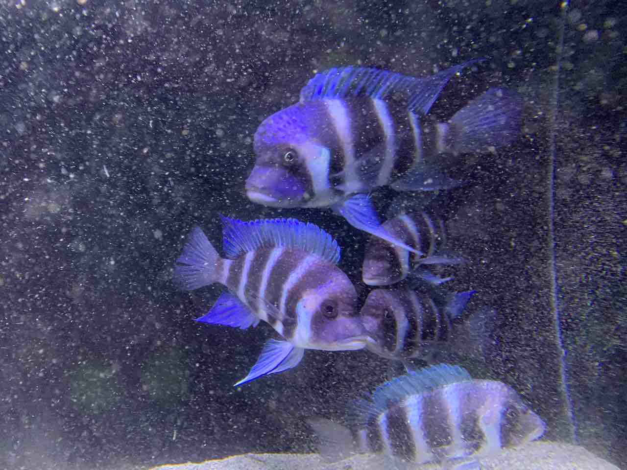 フロントーサ ナングをお迎えしました アフリカンシクリッド飼育日記