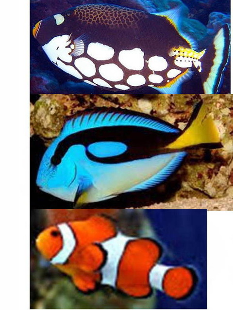 0-67-69-kumanomi-nanyouhagi-clown-triggerfish-gazou5