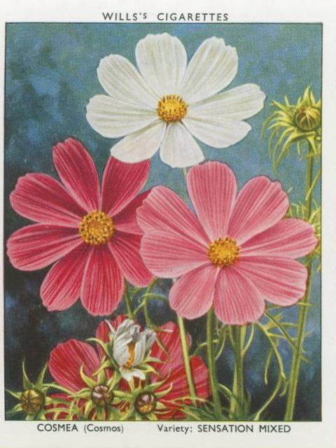 0-68-65-cosmos-gazou