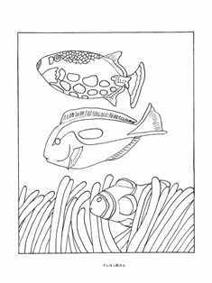 0-67-69-kumanomi-nanyouhagi-clown-triggerfish-sen-web