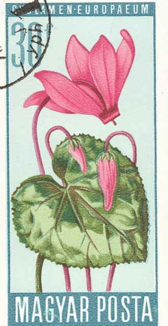 0-75-61-Cyclamen-poststamp-gazou