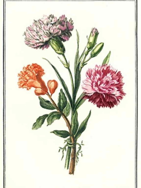 0-78-47-5gatsu-carnation-gazou