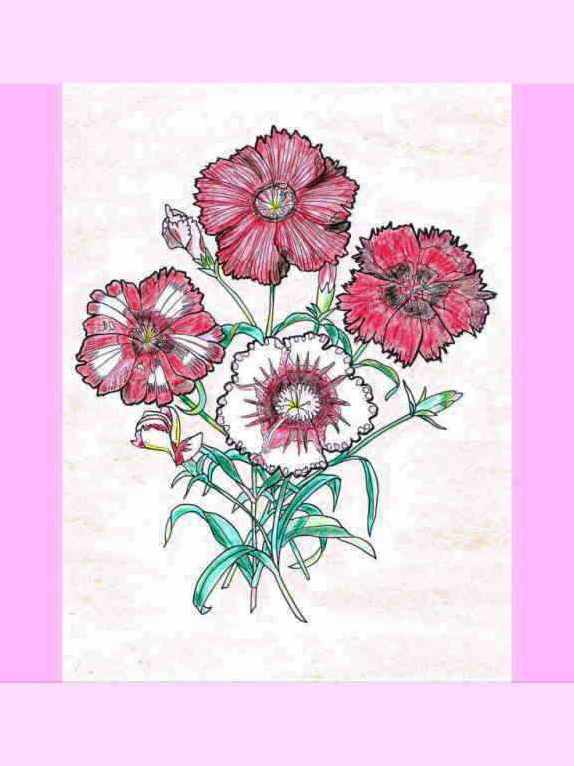 カーネーションの塗り絵母の日 クレヨン則さんの塗り絵