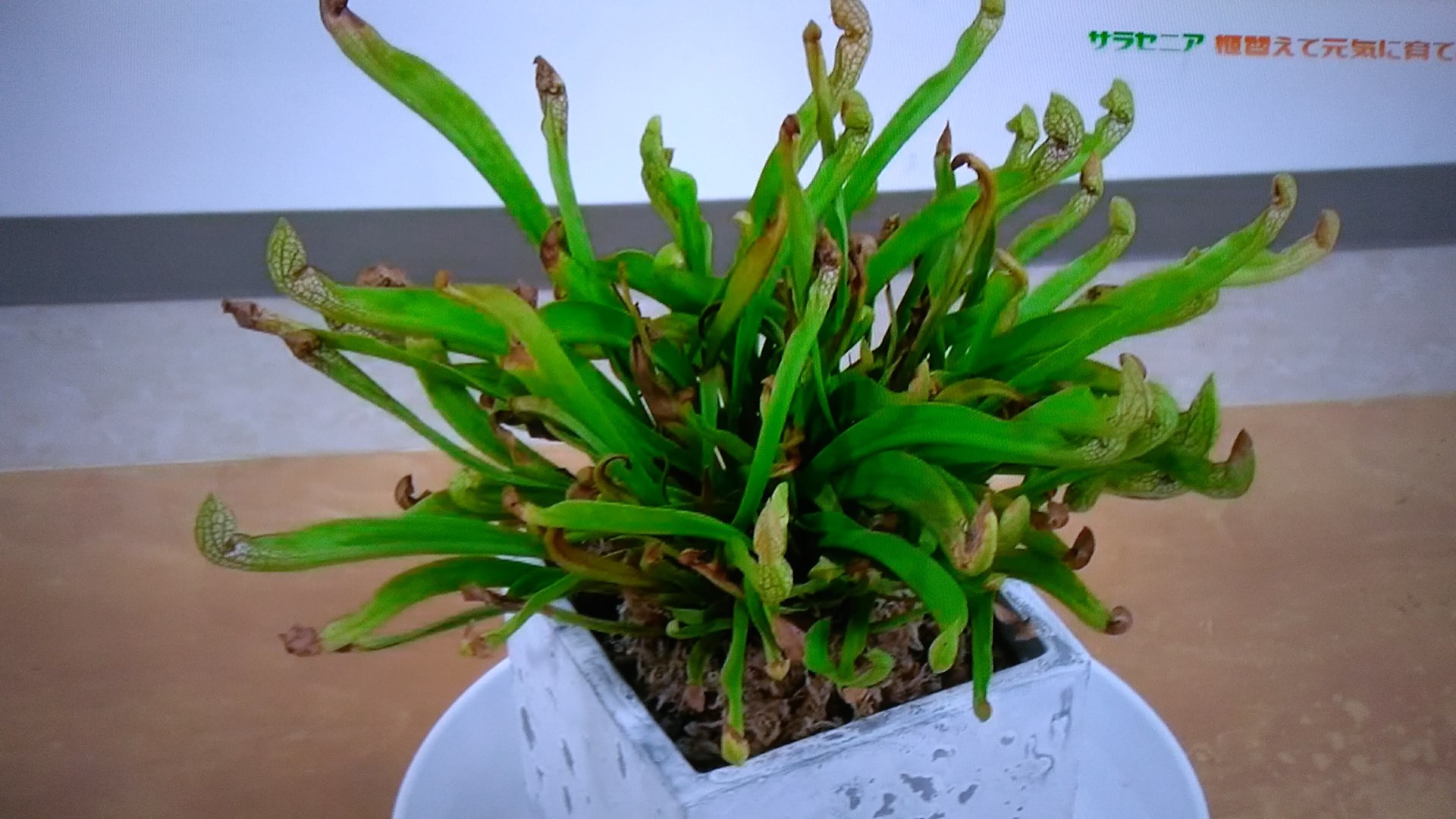 手づくり花づくりプラス 食虫植物の育て方 くまぼんの徒然草 手づくり花づくりプラス 食虫植物の育て方 くまぼんの徒然草