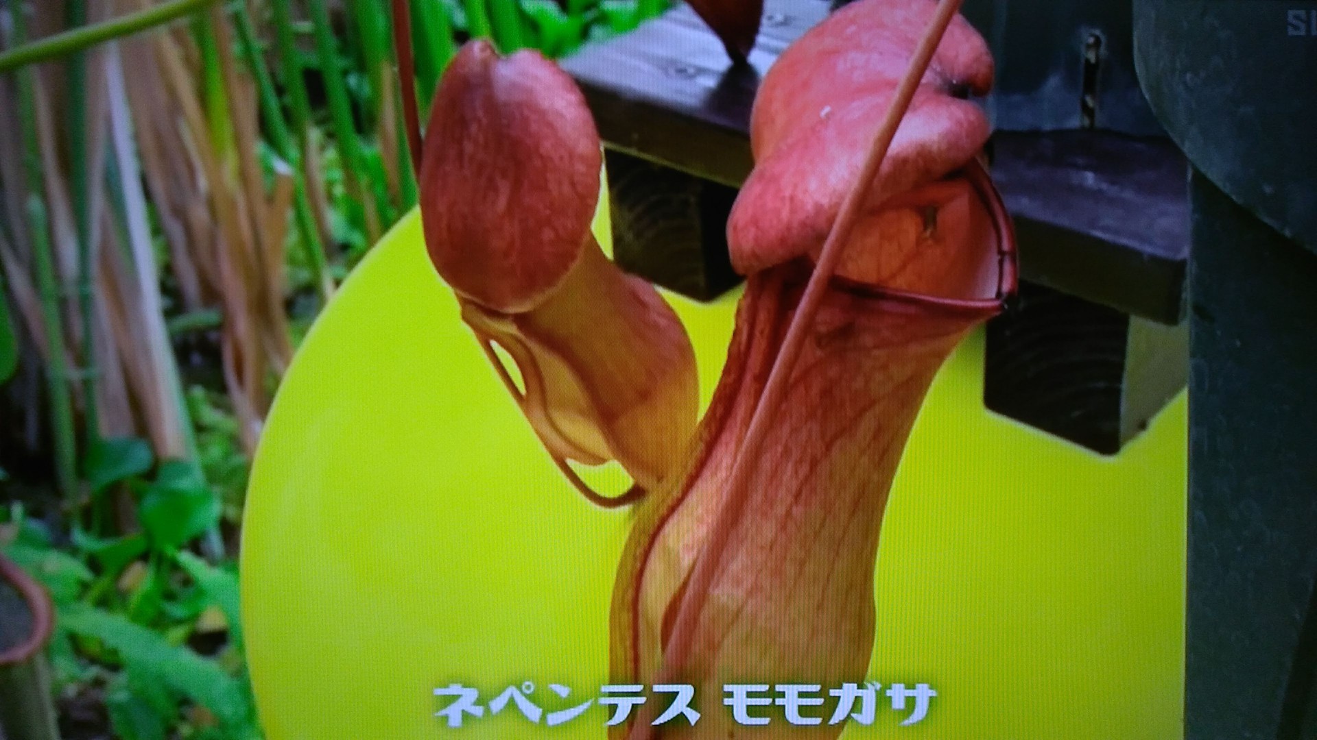 手づくり花づくりプラス 目指せ花メン 園芸男子 くまぼんの徒然草 手づくり花づくりプラス 目指せ花メン 園芸男子 くまぼんの徒然草