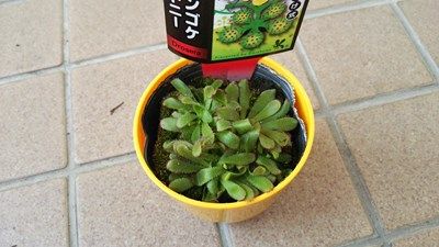 加西のフラワーセンターで買った食虫植物 くまぼんの徒然草