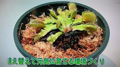 手づくり花づくり 基礎から学ぶ食虫植物 くまぼんの徒然草 手づくり花づくり 基礎から学ぶ食虫植物 くまぼんの徒然草