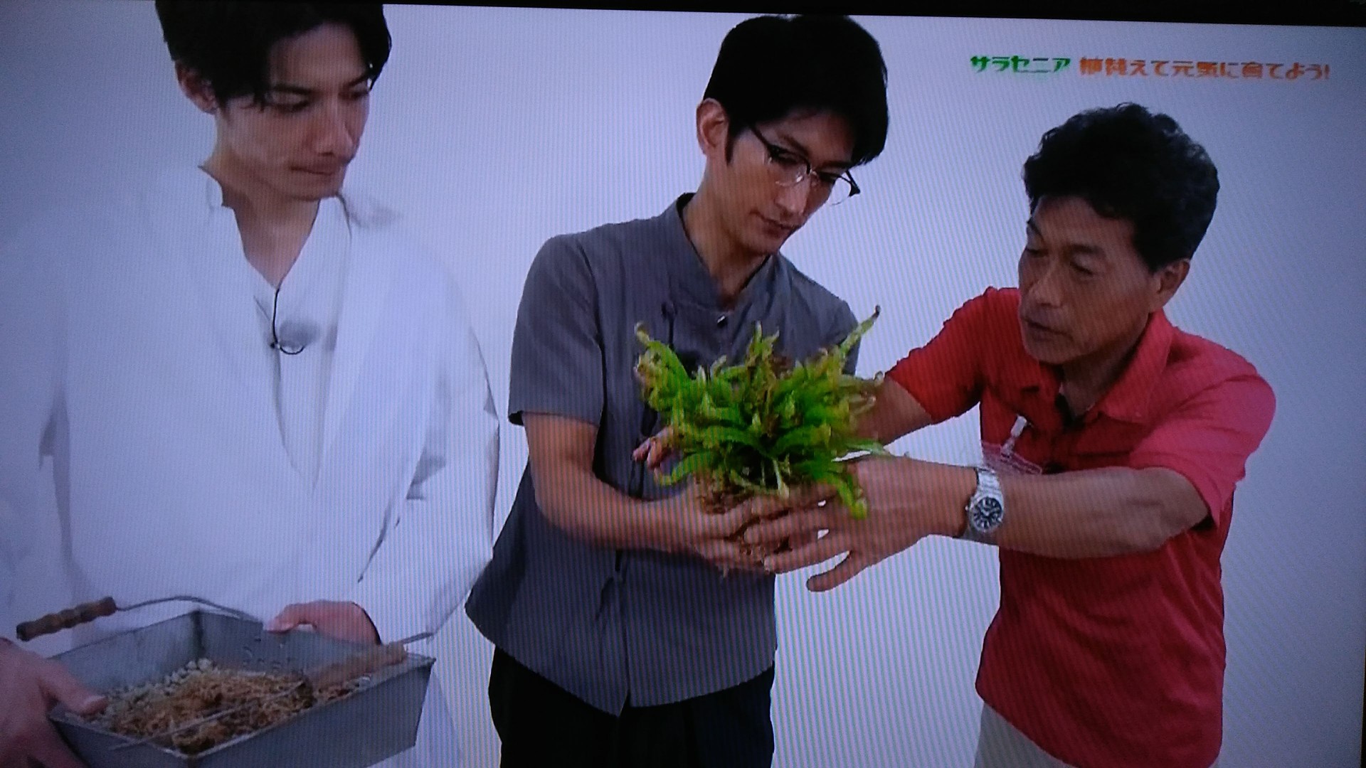手づくり花づくりプラス 食虫植物の育て方 くまぼんの徒然草 手づくり花づくりプラス 食虫植物の育て方 くまぼんの徒然草