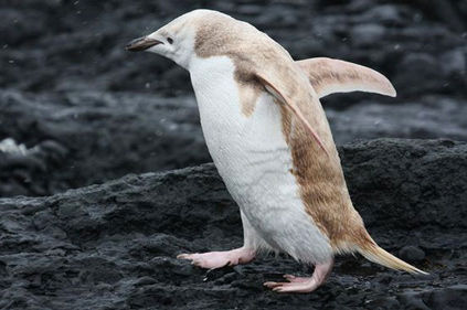 ヒゲペンギン イザベリニズム