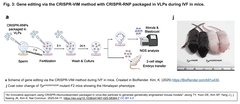 CRISPR-VIM 3