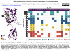 Anti-CRISPR (Acr) タンパク質ファミリーAcrIF7も分布と分子進化