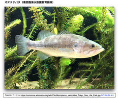 オオクチバスのラブドウイルス感染にCRISPR-CasRxで対抗する