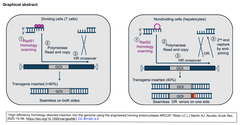 High-efficiency homology-directed insertion