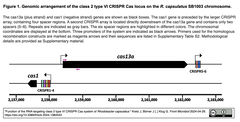 Rhodobacter capsulatus