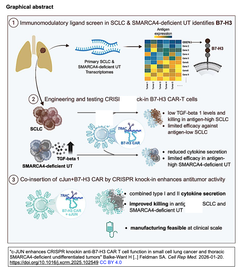 CRISPR-Cas9によるc-JUNノックインにより, 小細胞肺癌と胸部SMARCA4欠損未分化腫瘍において抗B7-H3 CAR T細胞を強化する