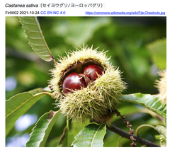CRISPR/Cas9によるCspmr4遺伝子編集を介して, セイヨウクリの樹木疫病菌Phytophthora cinnamomiに対する耐性を向上