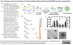 カルボキシル化高分岐型ポリ(β-アミノエステル)はCas9を含むタンパク質の細胞質への担体として有用である