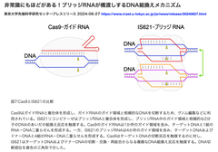 [20260313更新]ブリッジリコンビナーゼによる効率的なヒト細胞遺伝子編集