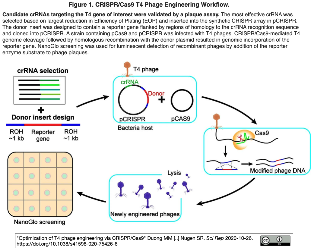 Crispr Cas9によるt4ファージ遺伝子の編集効率 99 を達成 Crisp Bio