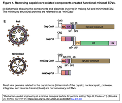 [20241231更新] CRISPR/Cas9を送達する人工ウイルス粒子EDVの最小化