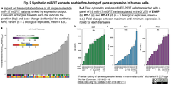 遺伝子発現の段階的調節には、マイクロRNA応答エレメント (MRE)の合成ライブラリmiSFITs